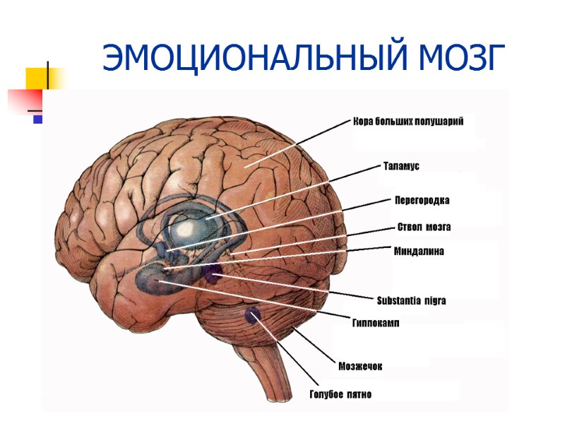 ЭМОЦИОНАЛЬНЫЙ МОЗГ